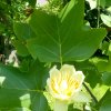 Tulipanowiec